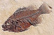 Fossilie.jpg