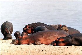 280px-Hippopotamus.jpg