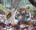 -Sumatra Tiger .jpg