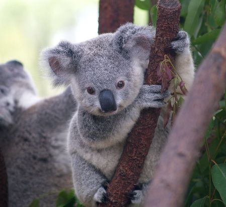 Koala – ZUM-Grundschul-Wiki