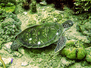 Meeresschildkröte.jpg