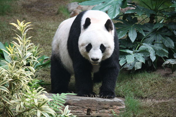 Großer Panda Zum Grundschul Wiki