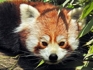 Roter Panda01.jpg