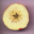 Apfel quer geschnitten-Bild.jpg