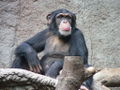 Schimpanse01.jpg