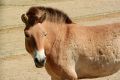 Przewalskis-horse-1660918 960 720.jpg
